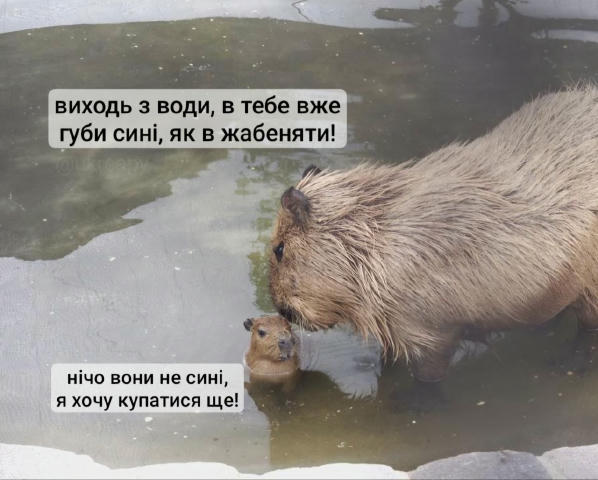 Середове капіжабеня не хоче виходити з водички, і я теж не хочу