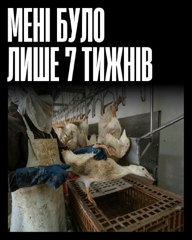 На мʼясних фермах качок вбивають у віці семи тижнів. За цей час вони бачать лише тісні приміщення, грубість і байдужість. Хоч