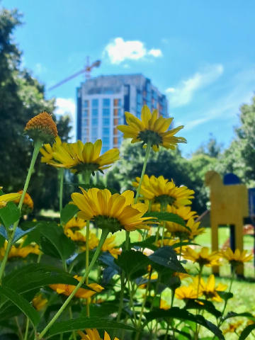 ☀️🌿Липневий день у Бучі – затишний, сонячний і сповнений спокою. Сьогодні за народним календарем – день пророка Єзекіїля. Вв