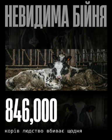 Корів експлуатують і в м’ясній, і в молочній індустрії. Їхнє життя — це примус, контроль і передбачуваний фінал. Їх тримають 