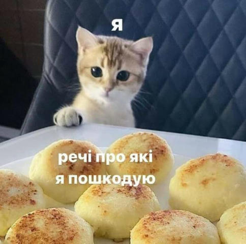 Хто про що сьогодні шкодує? #tut_budut_kotyky @tut_budut_kotyky
