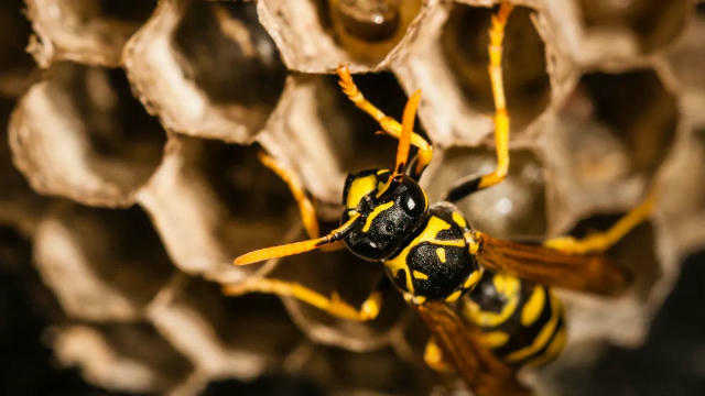 Radioactive Wasp Nest Discovered at Former U.S. Nuclear Site A wasp nest with radiation levels ten times the legal limit was 