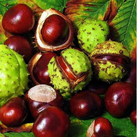 🌰 Кінський каштан — ворог варикозу Набряки, тяжкість у ногах, вени повилазили? Наші предки знали — каштан рятує судини. 🟢 Щ