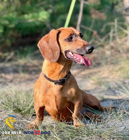 Молоденька красуня Фіра шукає дім! 🐾 📍 Прилаштовується безкоштовно Фіра — зовсім юна, їй не більше трьох років. Вона — спра