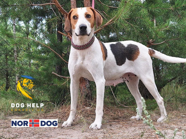 🐾 НІКА — МИСЛИВСЬКА ДУША З ЛАГІДНИМ СЕРЦЕМ 💔 В її очах — і вірність, і біль пережитого… Ніка — справжня мисливська собака, 