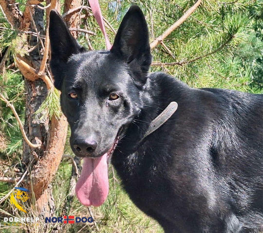 Чорна красуня Кора шукає дім 🐾 Прилаштовується безкоштовно! Кора — велика, чорна, активна та дуже контактна собака, яка терм