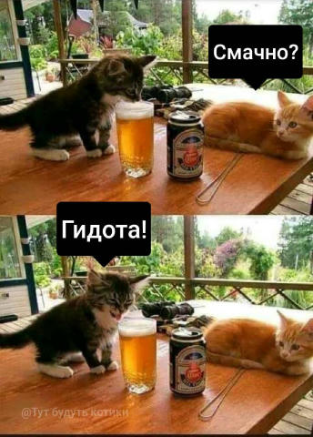 Плани на вихідні: пригостити котиків пивом #tut_budut_kotyky @tut_budut_kotyky
