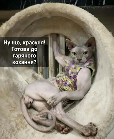 Як відбувається спокуса несамовитою, сліпучою красою. #tut_budut_kotyky @tut_budut_kotyky