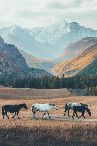 Монгольський Алтай Фото - National Geographic