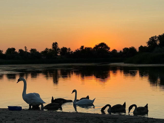 🌅 Дивовижний захід сонця ❤️ Титинський ставок та його мешканці 🥰 📩 Написати нам / Надіслати новину