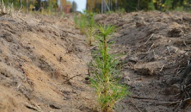 🌲В ЛНР стартовала программа «компенсационного восстановления» лесного фонда 📌Об этом сообщили в региональном министерстве п