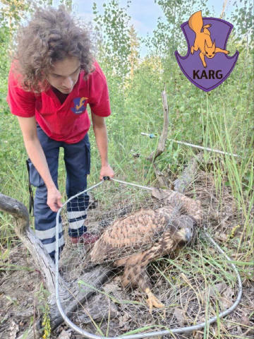 🦅Червонокнижного орлана-білохвоста врятували на Київщині Під час вечірньої пробіжки в Обухівському районі хлопці побачили ве