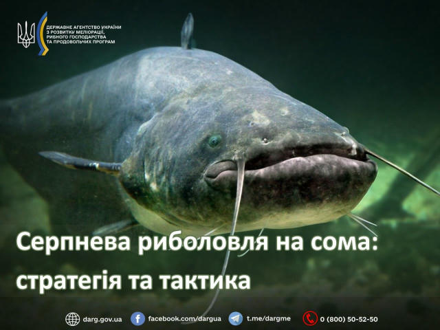 ❗️ Серпнева риболовля на сома: стратегія та тактика 🎣 Серпень традиційно вважається одним із найсприятливіших місяців для ці