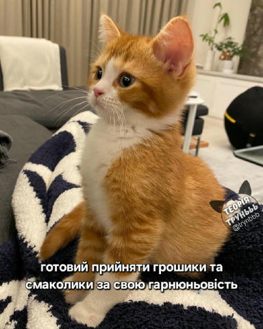 No text
