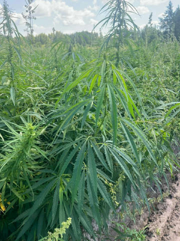 🌿 На Житомирщині індустріальний парк «МаʼРижани» планує подвоїти потужності з переробки промислових конопель. Станом на сьог