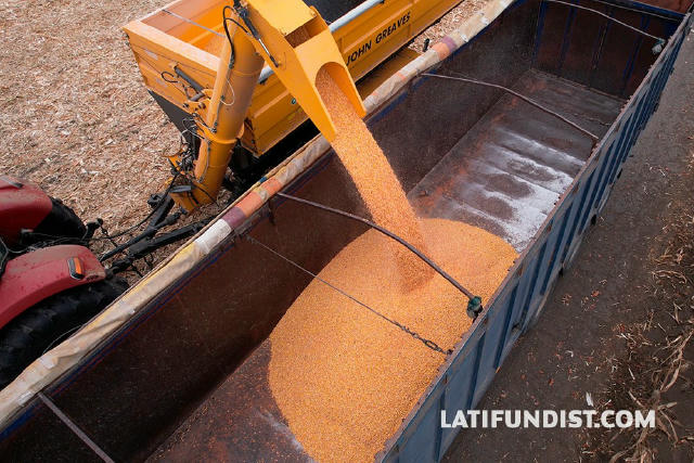 🇺🇸 USDA підвищила свій прогноз виробництва кукурудзи в Україні у 2025/26 МР до 34 млн т. Експорт очікується на рівні 28,5 м