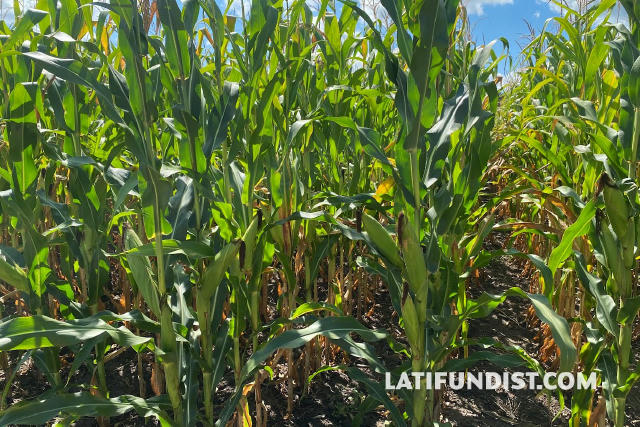 🌽 Липневі опади покращили стан посівів кукурудзи, що зупинило зростання форвардних цін на рівні 208-210$/т з поставкою у жов
