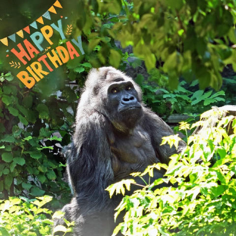 🦍🥗8-10 серпня для горили Тоні з КиївЗоо влаштують іменинні пікніки на честь 51-річчя 📆8 серпня горилі Тоні з КиївЗоо випов