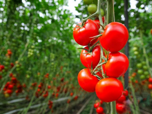 🍅 ЯК ПРИСКОРИТИ ДОЗРІВАННЯ ПОМІДОРІВ 1. Протягом двох днів полийте кущі рожевим розчином марганцівки — вже за тиждень помідо