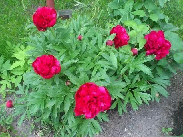 🌺 Чому не зацвіли півонії? Молодий кущ — не цвіте 3–4 роки, поки не набере сили. Пересадили, але не поділили — під час перес