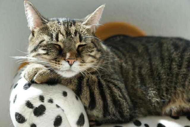 😽Сьогодні святкують міжнародний день кота. Привітайте своїх улюбленців чимось смачненьким!