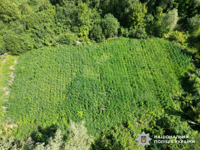 Поліція провела масштабну операцію по знищенню нарковмісних рослин на 200 млн гривень У рамках першого етапу всеукраїнської с