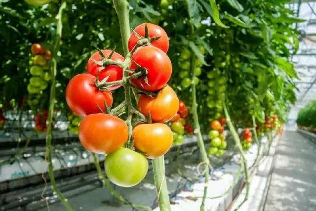 🍅 Чому опадають квіти у томатів у теплиці? Надмірна вологість повітря (понад 65%) — пиляк злипається, втрачає сипкість і не 