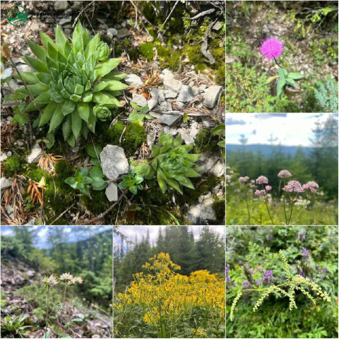 🌺Неймовірні літні барви «Черемоського» НПП ❤️ Славні Чернівці | Підписатись Чернівці без цензури ⮕ [ТУТ] Запропонувати новин