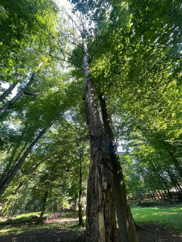 🌳 Прибрати сухостійні дерева планують у парку Шевченка. Йдеться про рослини, які можуть спричинити аварійні ситуації. Містян