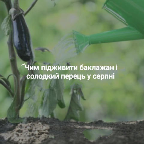 🍆 Чим підживити баклажани та солодкий перець у серпні Приготуйте для перцю та баклажанів поживний трав’яний настій. Подрібні