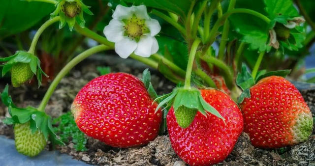 🍓 Чим підживити полуницю в серпні для великого врожаю ➖ Спочатку налийте в відро третину гарячої води. Розчиніть у ній: • 0,