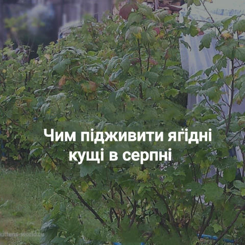 🌿 Чим підживити ягідні кущі в серпні Смородина, аґрус і малина вже відплодоносили, але про них не варто забувати. Кущі, що в