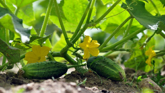 🥒 Як позбутися пустоцвіту огірків у теплиці Щоб боротися з пустоцвітом, робіть правильні підживлення огірків по листу кожні 