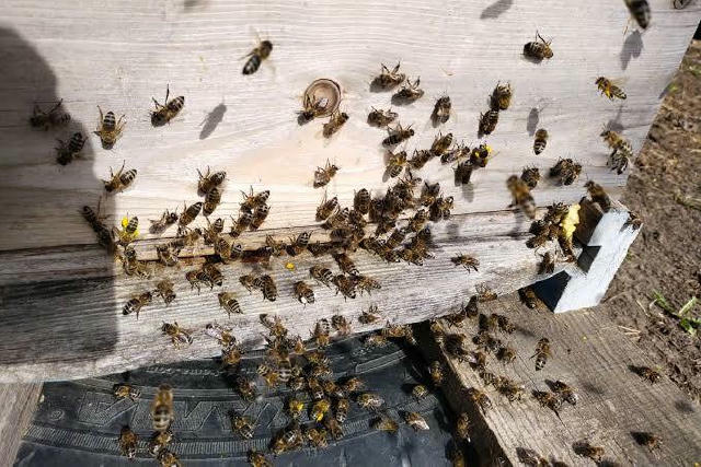 😰Мужчина умер после укуса пчелы в Приморье. По данным СМИ, трагедия произошла 8 августа. После укуса 54-летнему местному жит