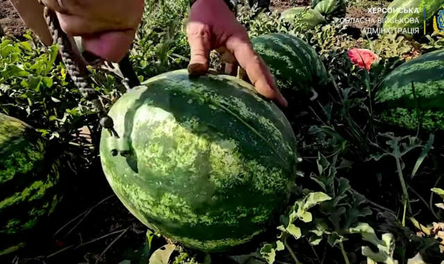 🍉 Херсонські кавуни розкупили ще до їх урожаю, - Радіо Свобода Після того, як українські військові звільнили Херсон, фермери