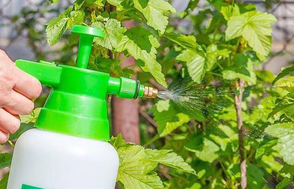 🌱 Янтарна кислота — швидка допомога для рослин Зміцнює кореневу систему — достатньо поливати 0,2% розчином раз на тиждень. С