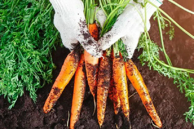 🥕 Підживлення для картоплі, моркви і капусти влітку 1. Картопля не любить свіжу органіку і потребує фосфору та калію. Під ча