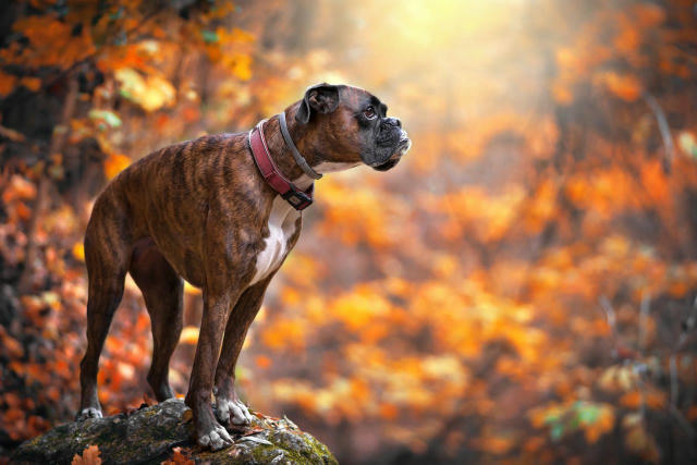 🐶 БОКСЕР 🔸 Висота в холці: 57-63 см 🔹 Забарвлення: руде, рудувато-коричневе, коричневе з білими відмітинами, тигрове 🔸 Ха