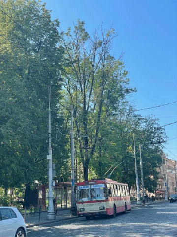 🌳 У сквері Дня Вишиванки зрізатимуть старі дерева Сьогодні у сквері Дня Вишиванки проводитимуть роботи зі зрізання аварійних
