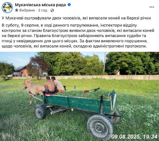 Випасали коней на березі річки: у Мукачеві оштрафували двох чоловіків, – міськрада. @
