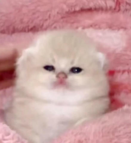 No text
