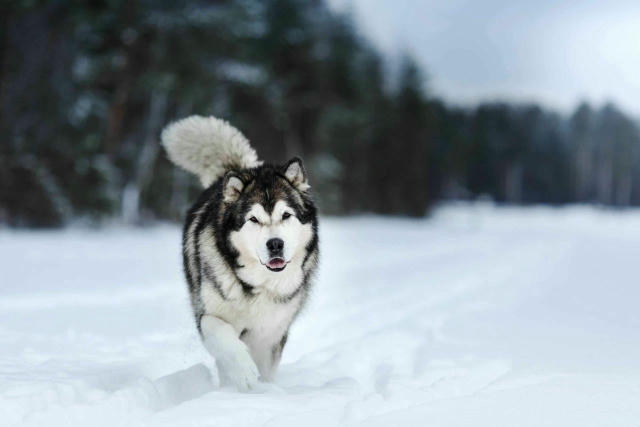 ❄️ Малемути, корінні жителі Аляски, здавна використовували аляскинських маламутів як основний засіб пересування: для роботи в