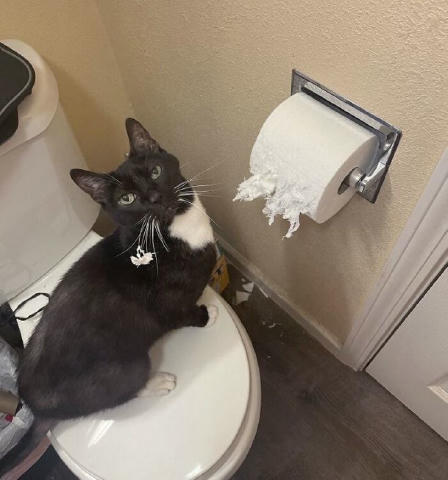 😼