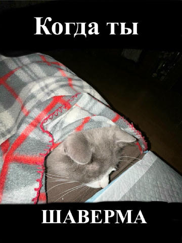 😺 Гифки с котами | Все каналы