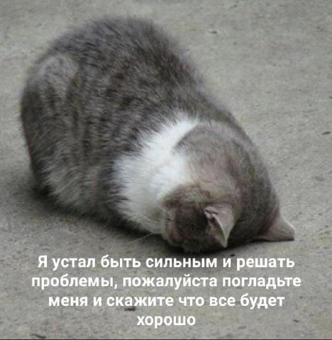 😺 Гифки с котами | Все каналы