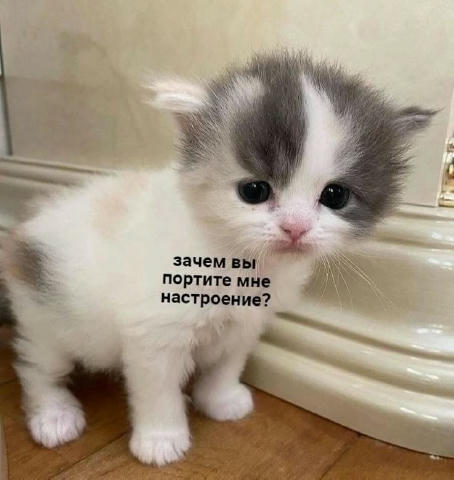 😺 Гифки с котами | Все каналы