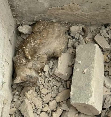 🥺 Під завалами одного з будинків у Києві знайшли кота, який провів там кілька днів Ветеринари встановили тварині кілька діаг