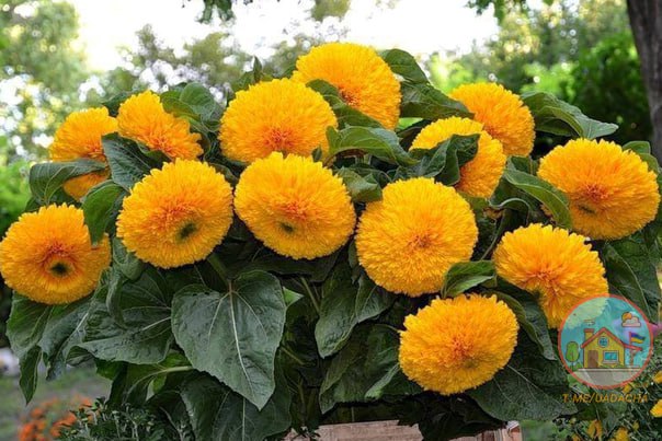 🌻 Соняшник Ведмежатко 👉 Один з найпопулярніших і улюблених квітникарями сортів декоративного геліантуса. 👉 Його великі мах