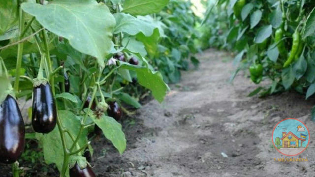 🍆 Чим підгодувати баклажани і солодкий перець у серпні 👉 Приготуйте для перцю і баклажанів поживний трав'яний настій. Подрі