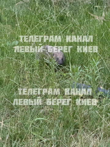 🦔Дарницький красунчик ㅤ ➡️ Запропонувати новину 👉Підписатись: @kiev_levyy_bereg